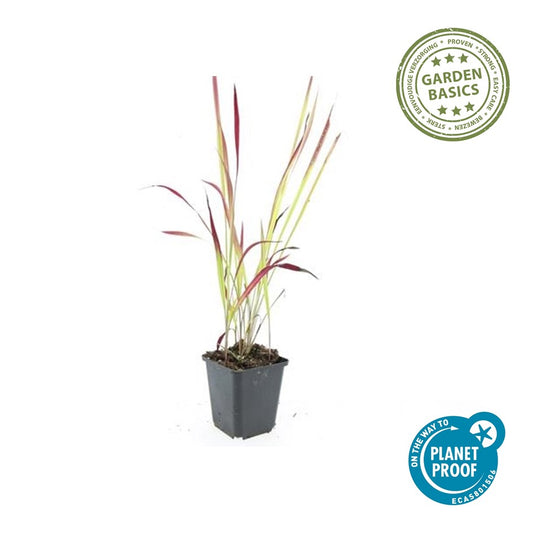 Imperata cylindrica 'Red Baron'