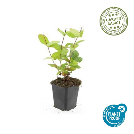 Hypericum inodorum 'Beauty'