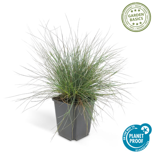Festuca glauca 'Elijah Bleu'