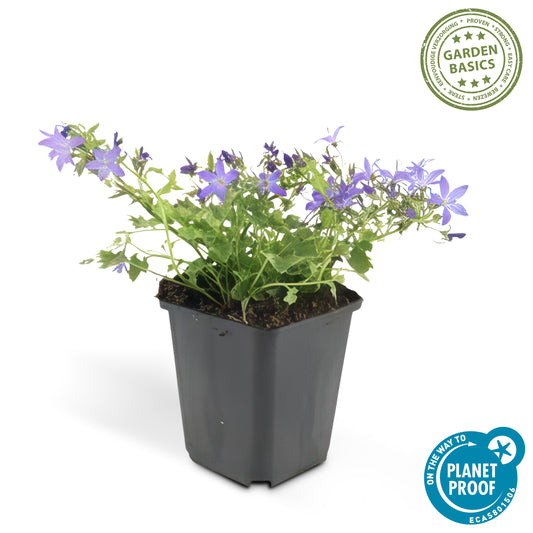 Campanula poscharskyana 'Stella' - ?10-25cm - Ø9cm