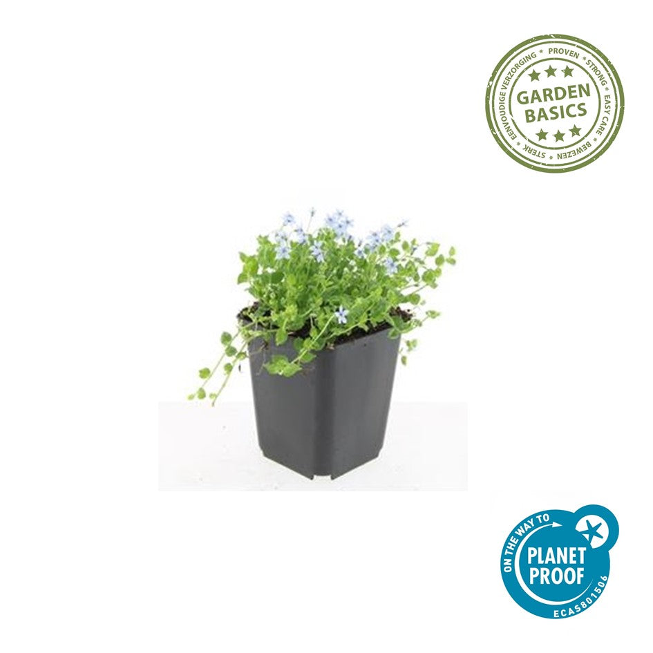 Isotoma fluviatilis 'Alba'- ?10-25cm - Ø9cm