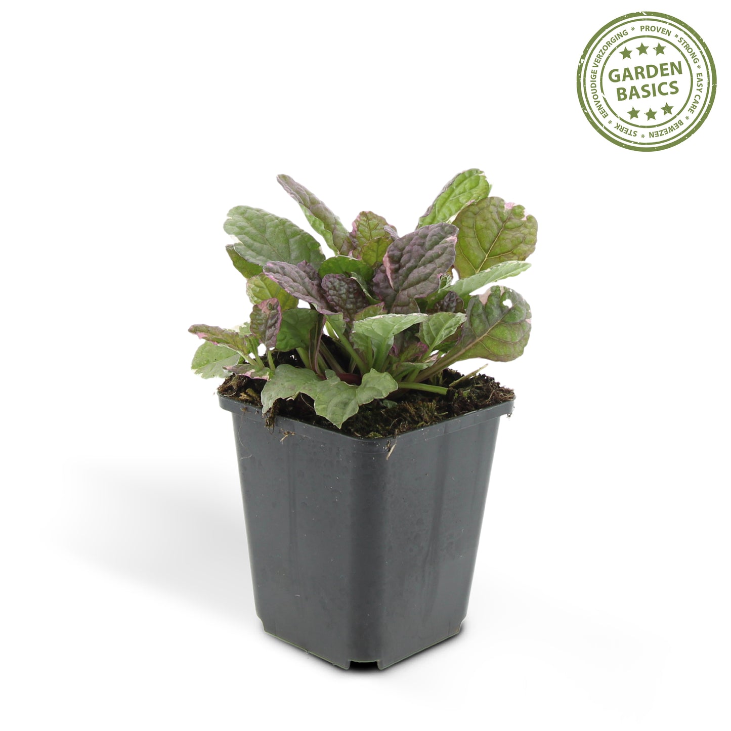 Ajuga reptans 'Burgundy Glow'