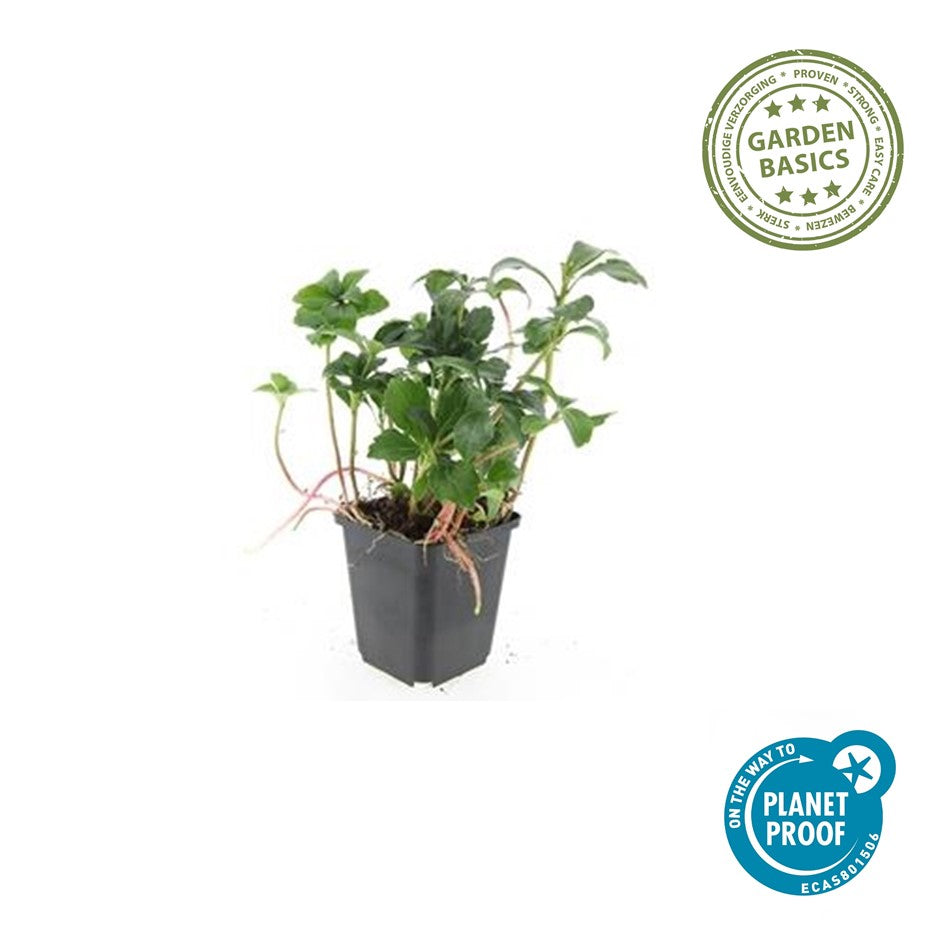 Pachysandra term. 'Green Sheen'