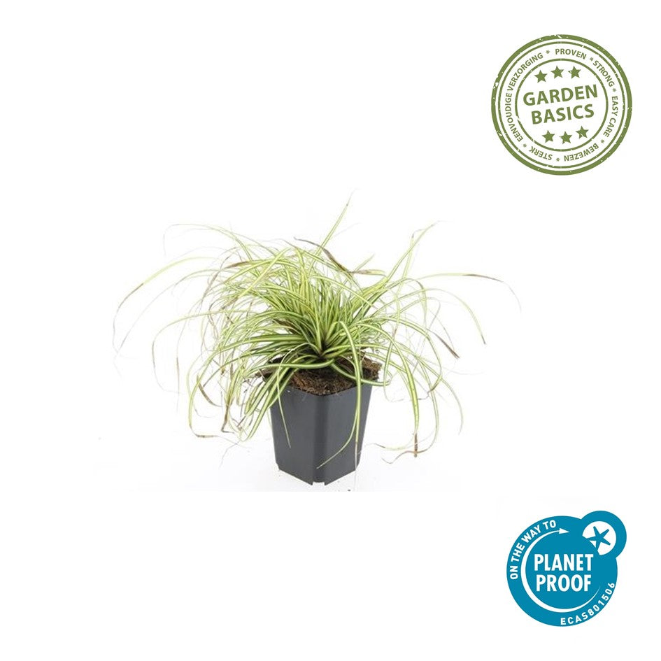 Carex oshim. 'Evergold'