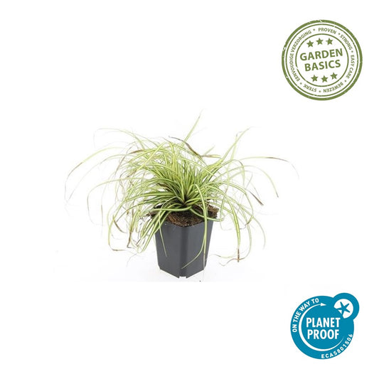 Carex oshim. 'Evergold'