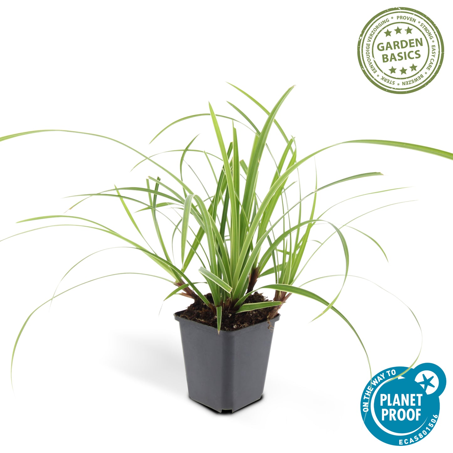 Carex morrowii 'Ice Dance'