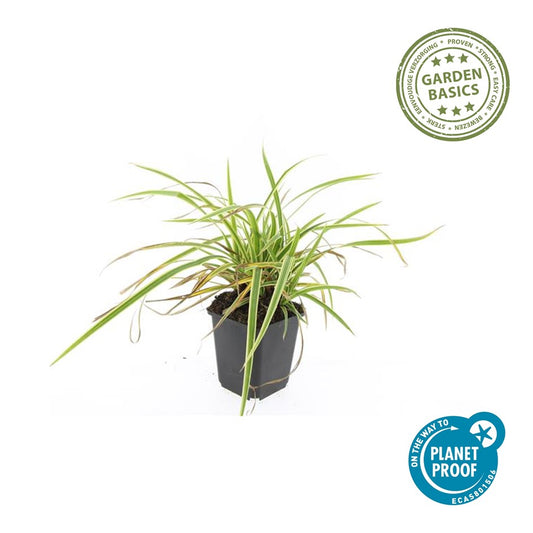 Carex morrowii 'Aureovariegata'