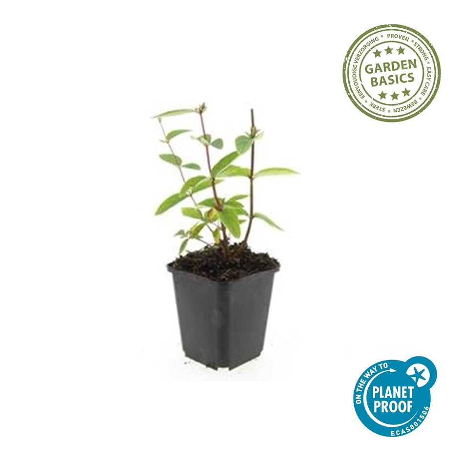 Hypericum inodorum 'Annebel'