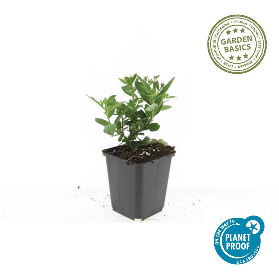 Aster ageratoides 'Stardust'