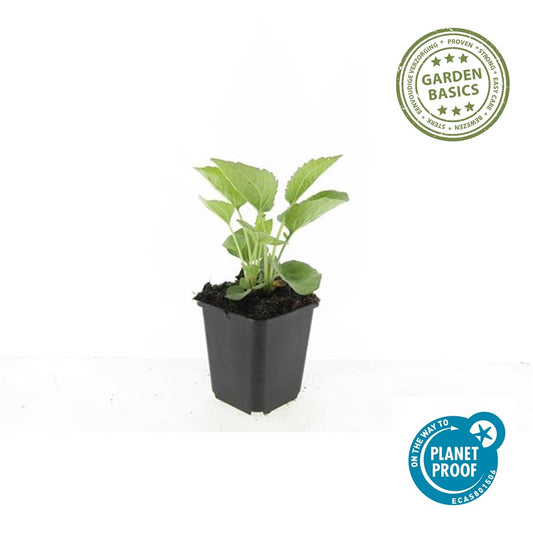 Echinacea p. 'Magnus'