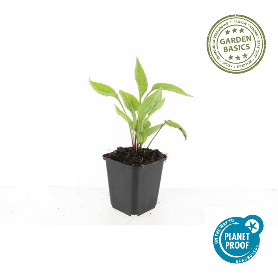 Echinacea p. 'White Swan'