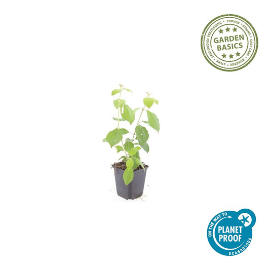 Cornus sang. 'Midwinter Fire'