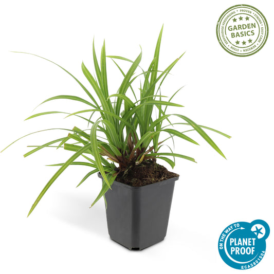 Carex morrowii 'Irish Green'