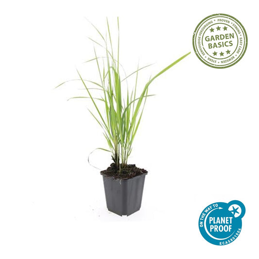 Calamagrostis acut. 'Karl Foerster'