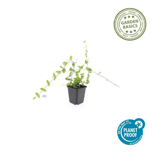 Vinca minor 'Blue and Gold'