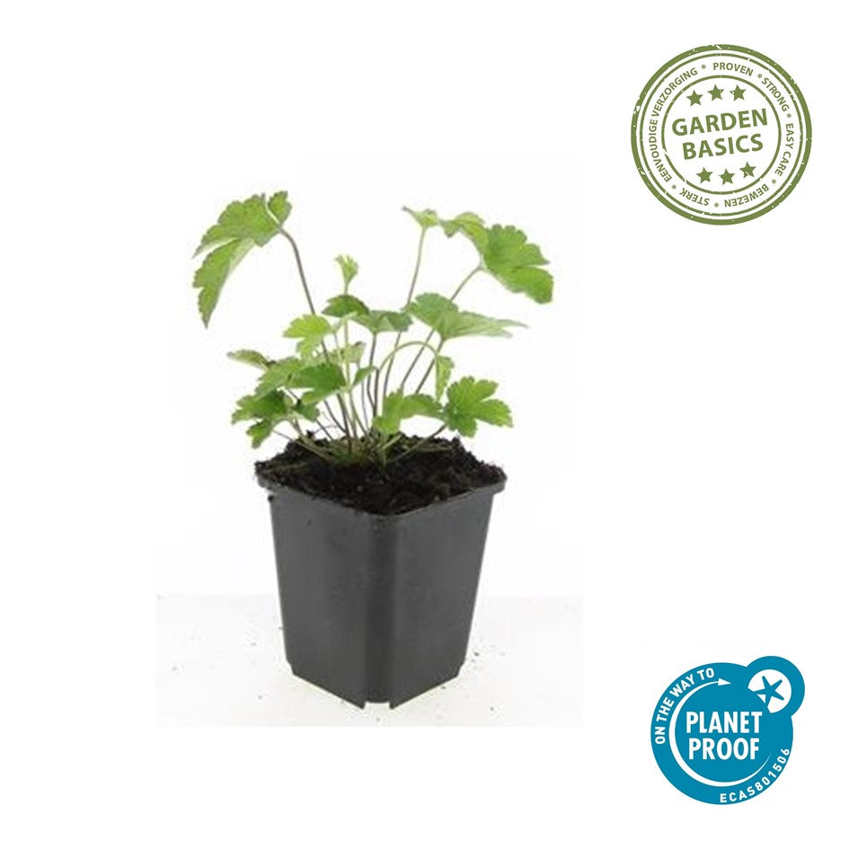 Anemone tom. 'Robustissima'