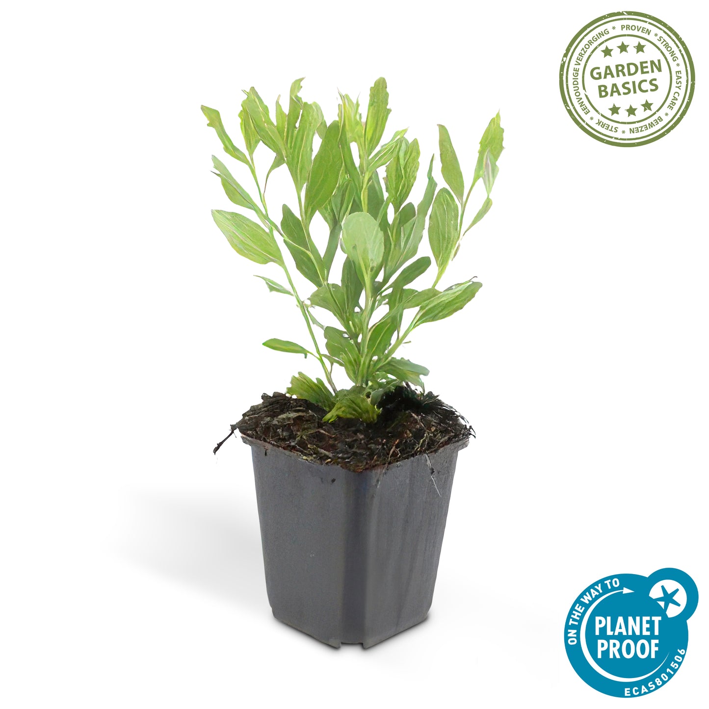 Aster ageratoides 'Ashvi'