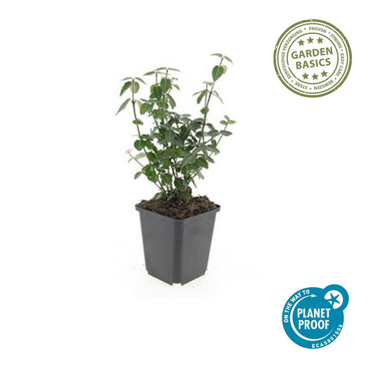 Euonymus fortunei radicans