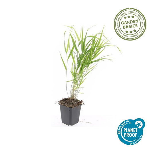 Hakonechloa macra