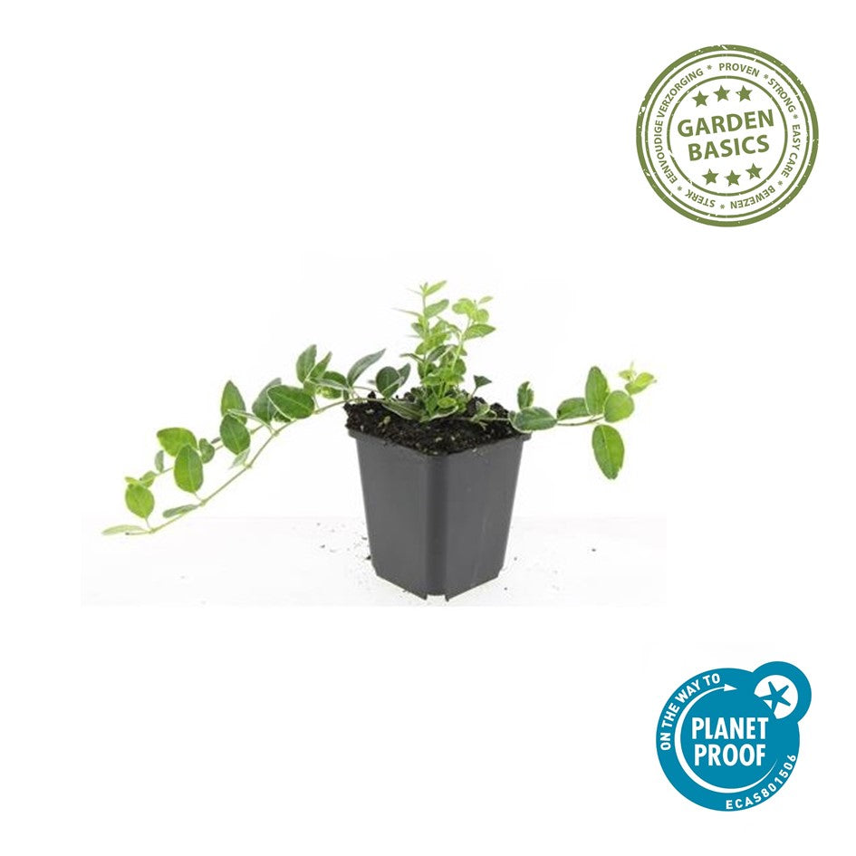 Vinca minor 'Argenteovariegata'