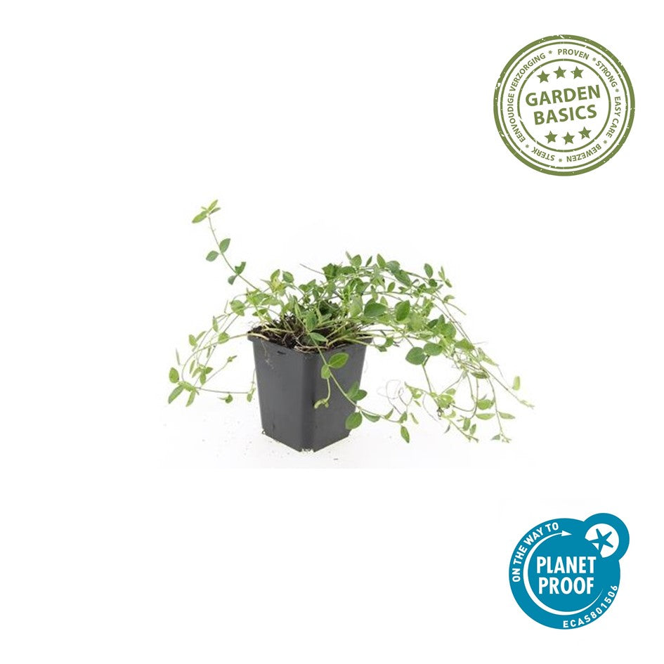 Vinca minor 'Gertrude Jekyll'