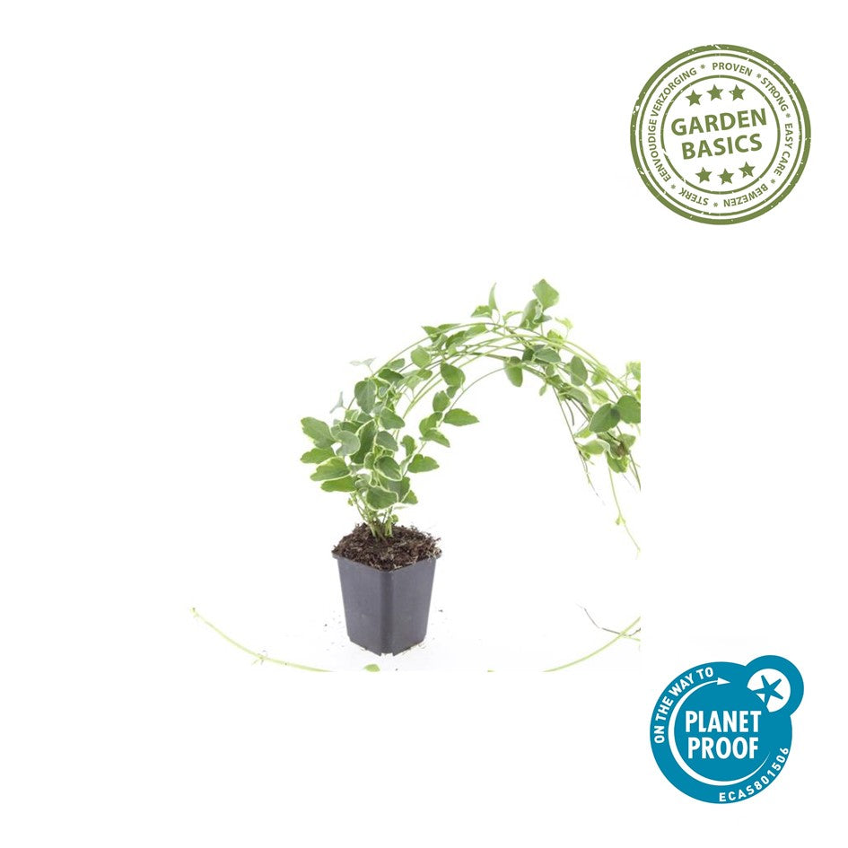 Vinca major 'Variegata'