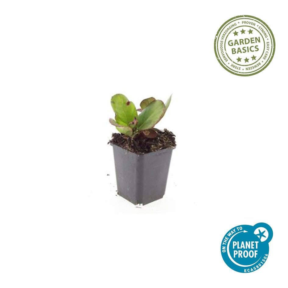 Bergenia cordifolia 'Herbstblüte'