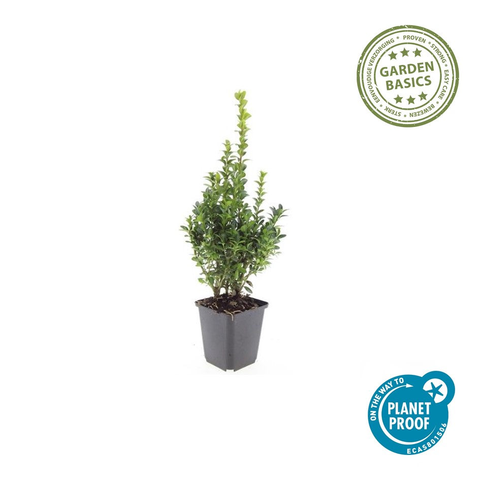 Buxus Sempervirens