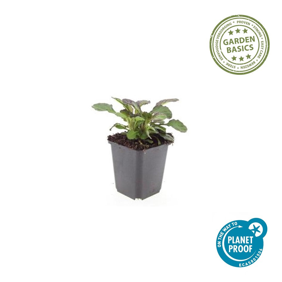 Ajuga reptans 'Catlin's Giant'