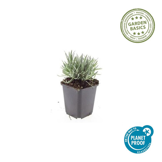 Lavandula int. 'Edelweiss'