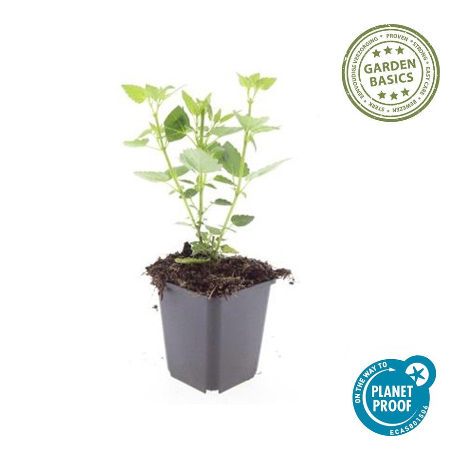 Agastache 'Blue Fortune'