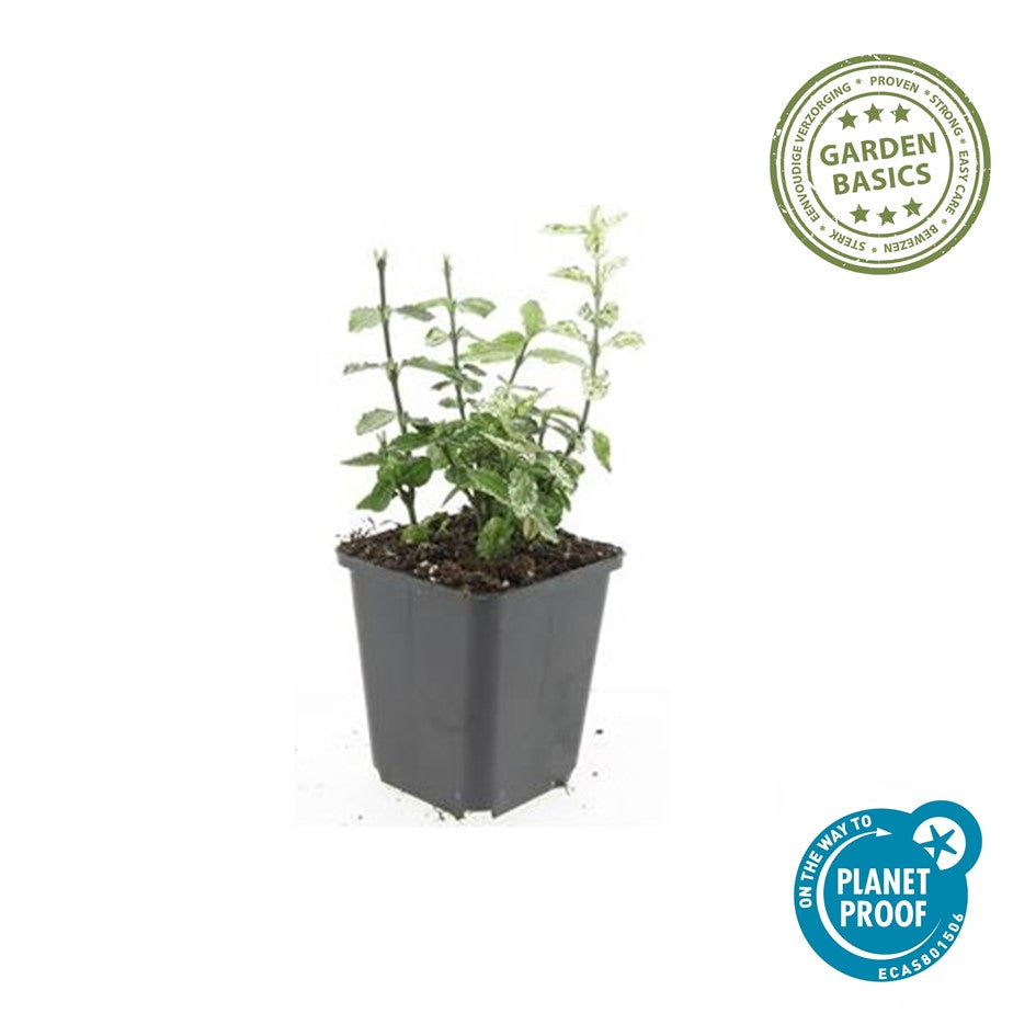 Euonymus fort. 'Harlequin'