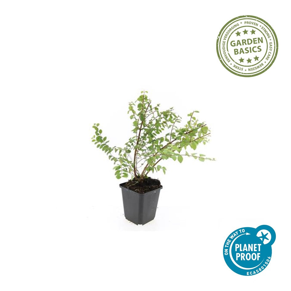 Symphoricarpos ch. 'Hancock'