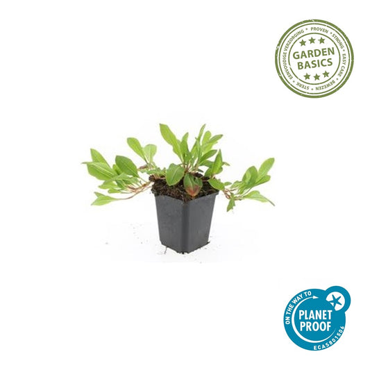 Persicaria aff. 'Darjeeling Red'