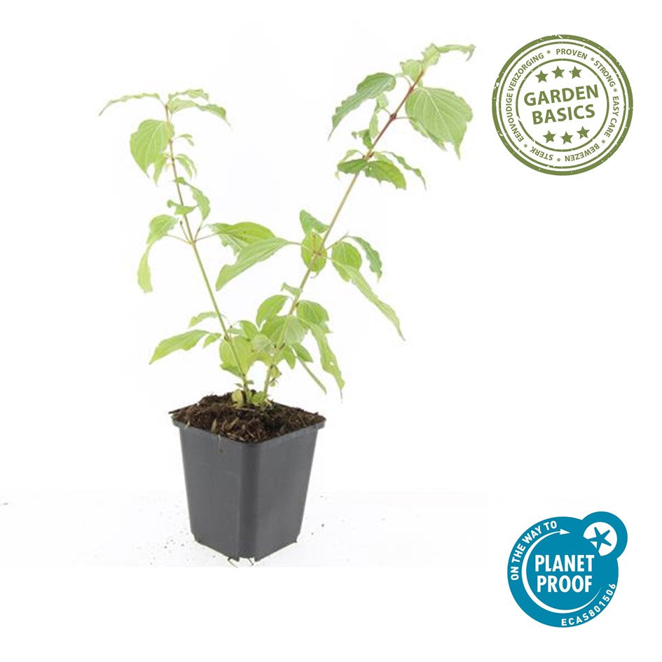 Cornus sang. 'Anny's Winter Orange'