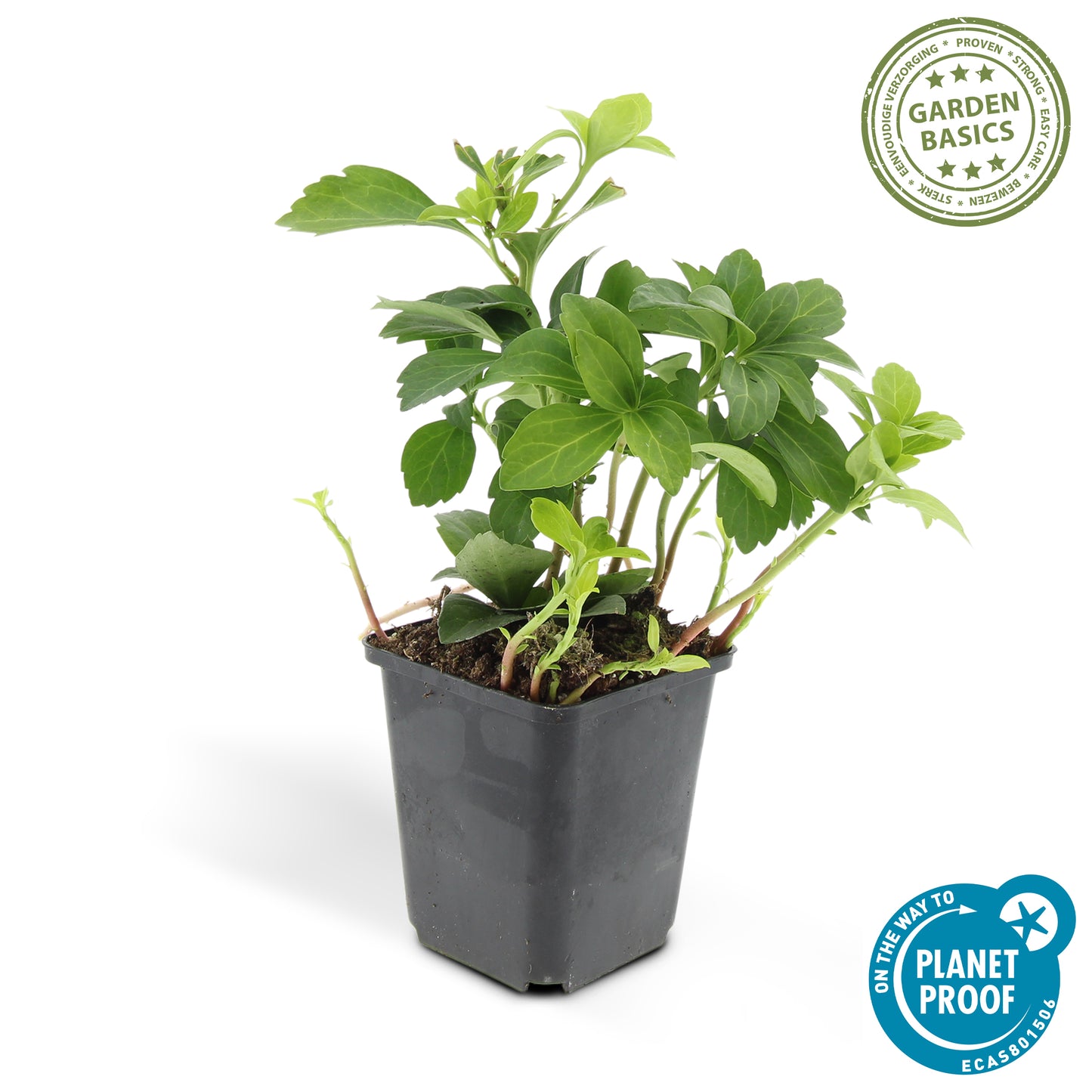 Pachysandra term. 'Green Carpet'