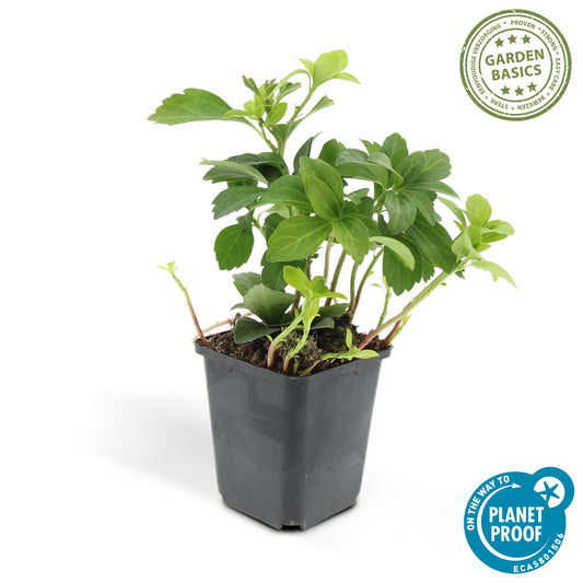 Pachysandra term. 'Green Carpet'