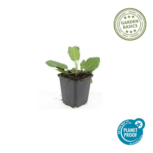 Salvia nem. 'Mainacht'