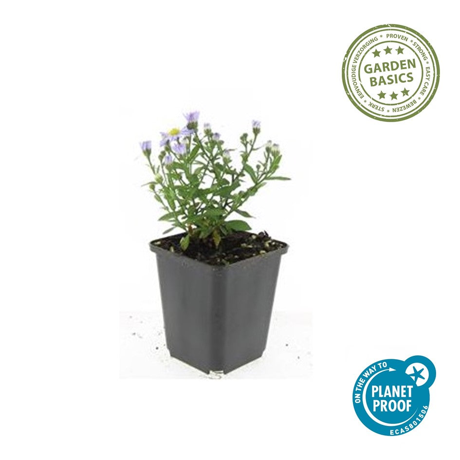 Aster (D) 'Prof. Anton Kippenberg'